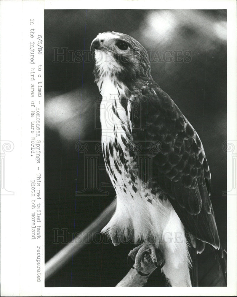 1984 Press Photo Red tailed hawk Nature world bird  - Historic Images