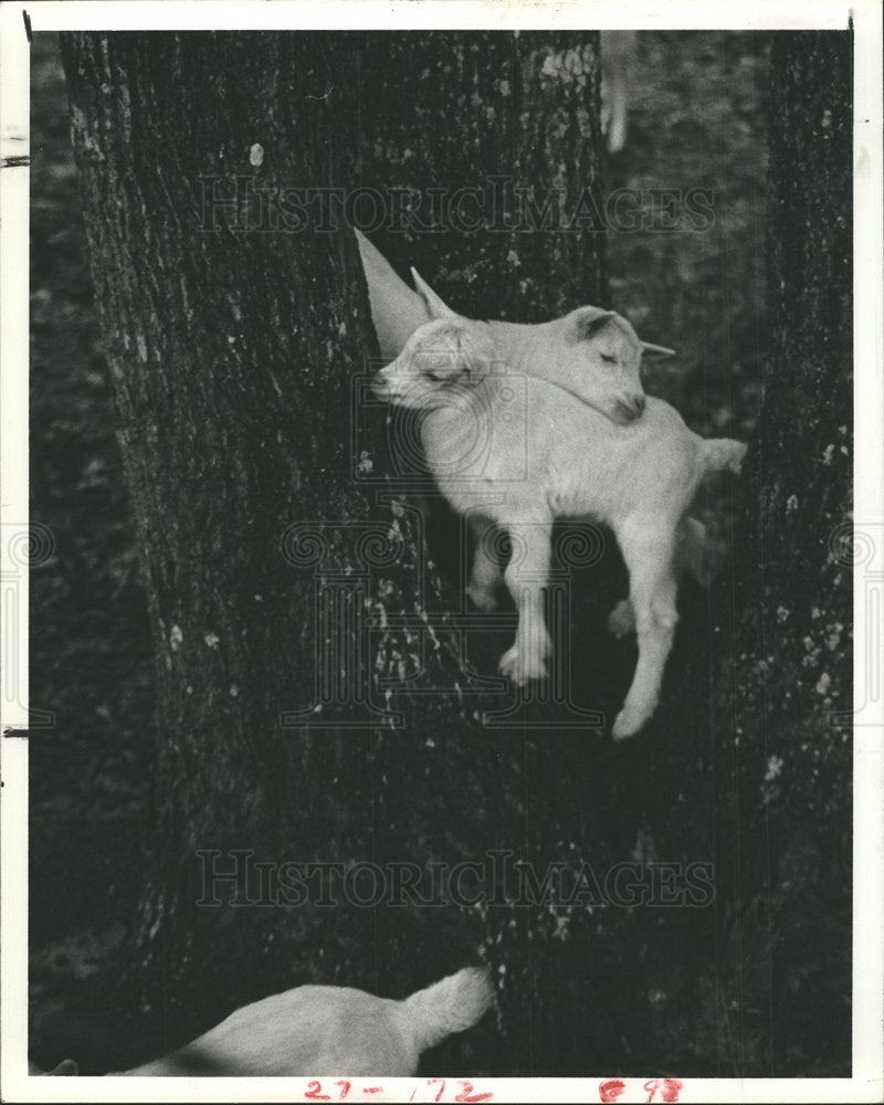 1980 Press Photo Baby Goats At Curtis Rich&#39;s Farm - Historic Images