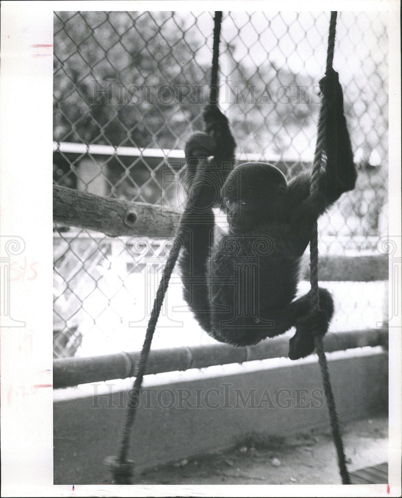 1966 Press Photo Bobby The Monkey In A Cage - Historic Images