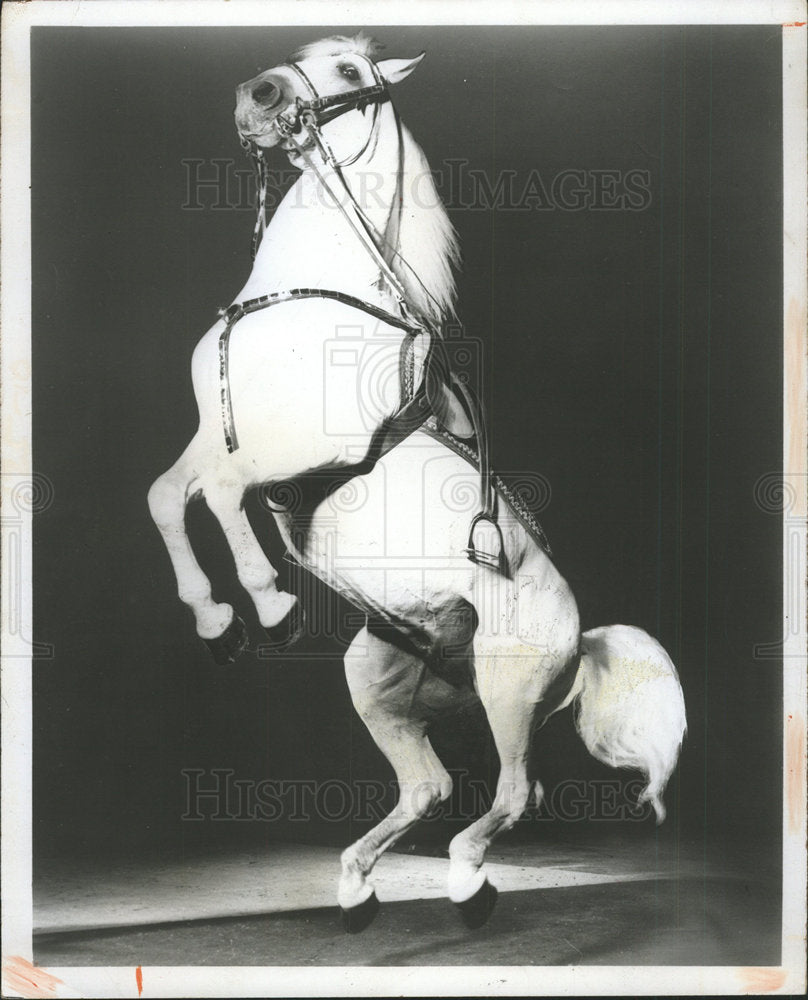 1974 Press Photo Lipizzan horse Spanish Riding School  - Historic Images
