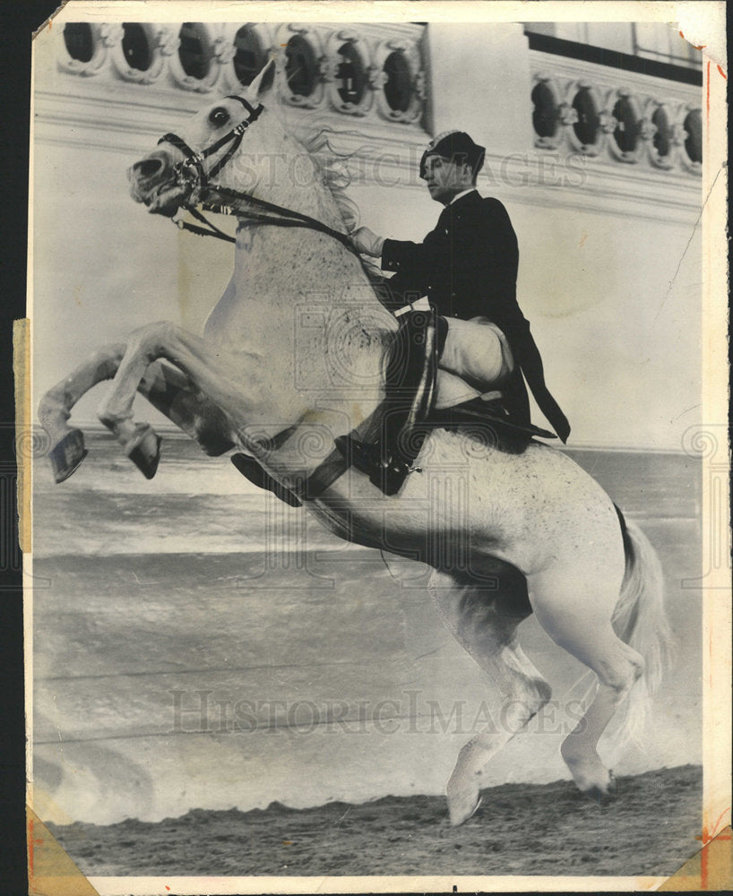 1964 Press Photo Austrian Lipizzan Horse Breed  - Historic Images