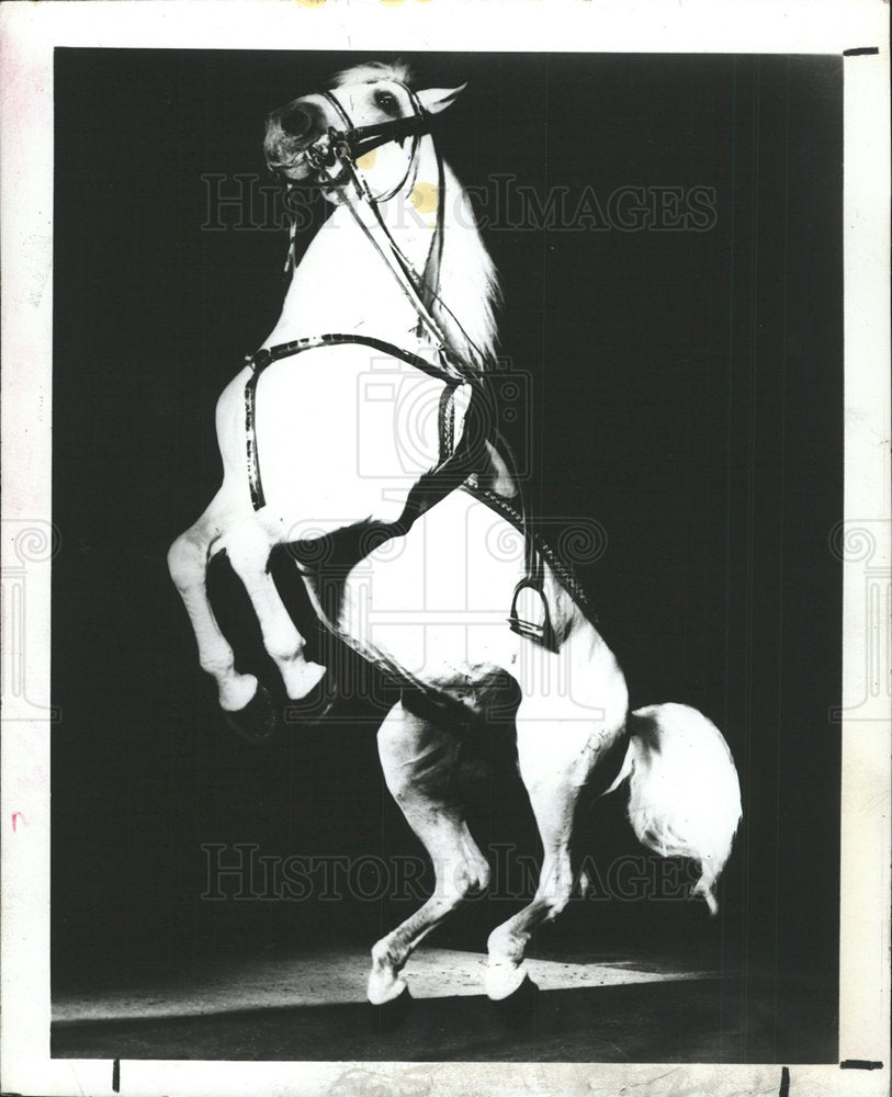 1982 Press Photo Austrian Royal Lipizzan Stallions - Historic Images