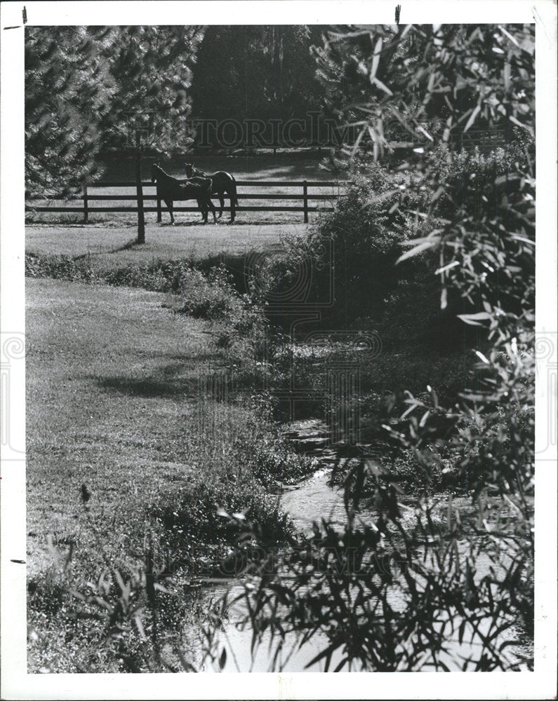 1989 Press Photo Horses Keystone Road Colorado - Historic Images