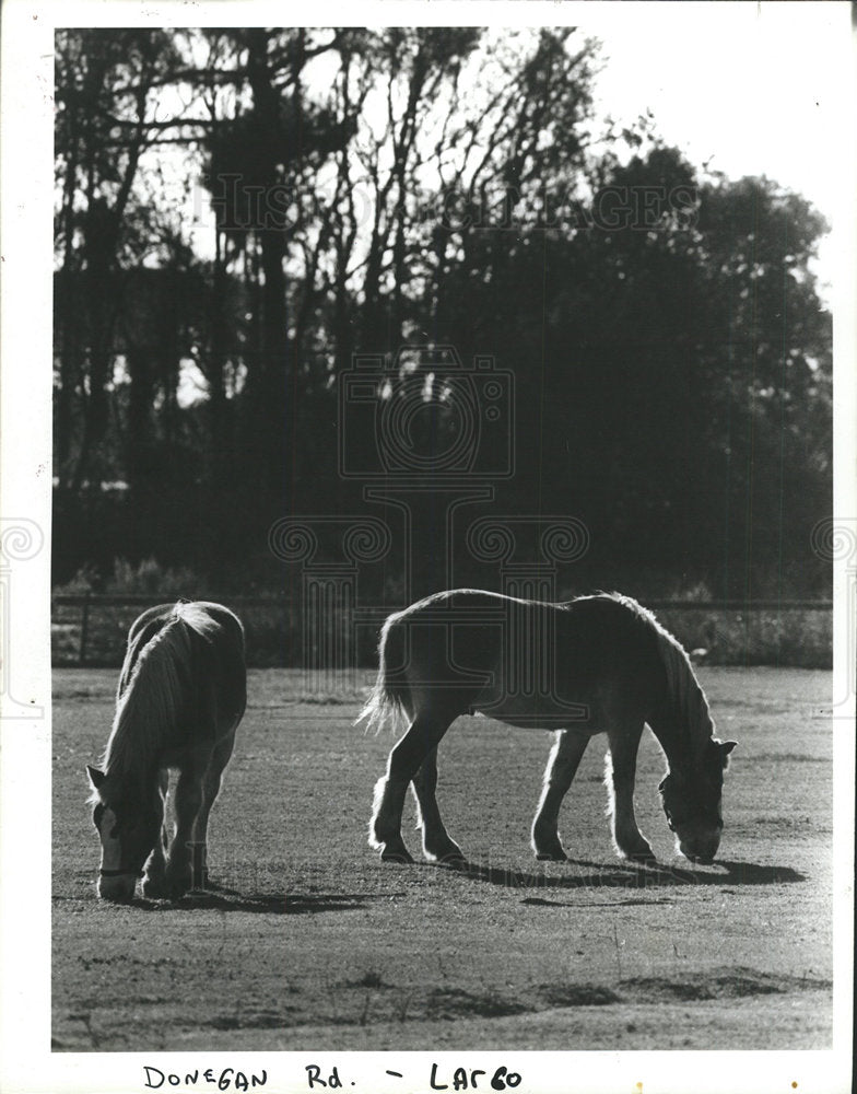 1985 Press Photo Two Horses Eat Grass Photograph Dave - Historic Images