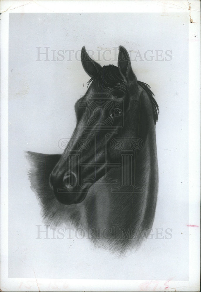 PRESS PHOTO HORSE                      - Historic Images