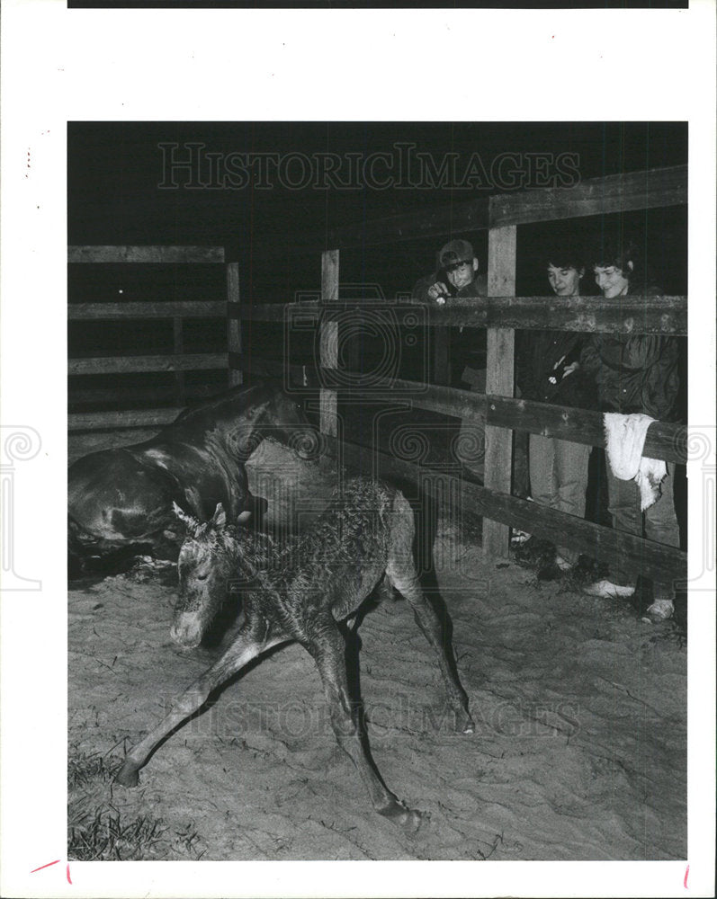 1986 Press Photo Colt Horses - Historic Images