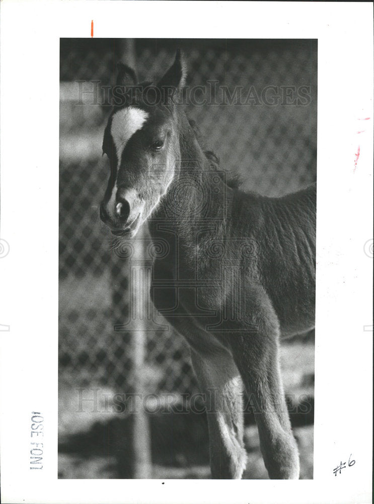 1983 Press Photo Colt Horse Breed  - Historic Images