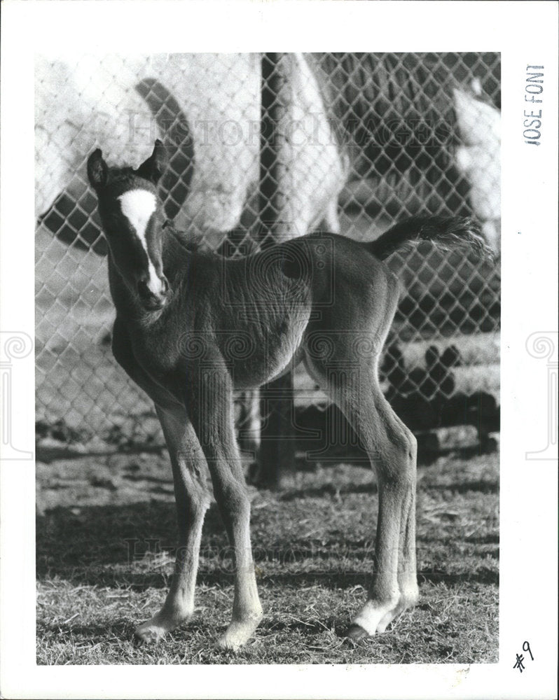 1983 Press Photo Clear water Carl Cleona George Arabia - Historic Images