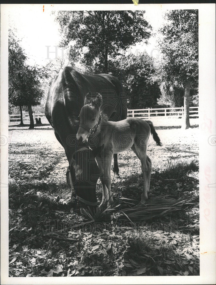 1973 Press Photo Dutchess Horse Mary Monk baby Colt eat - Historic Images