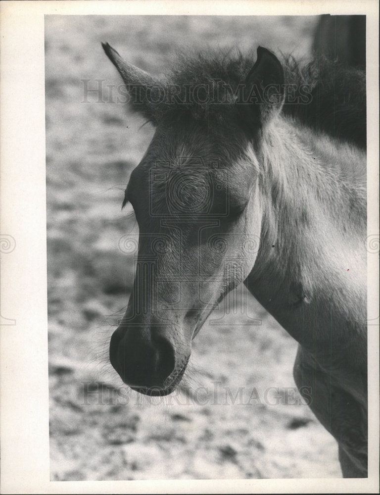 1968 Press Photo Horse Photograph George Trent  - Historic Images