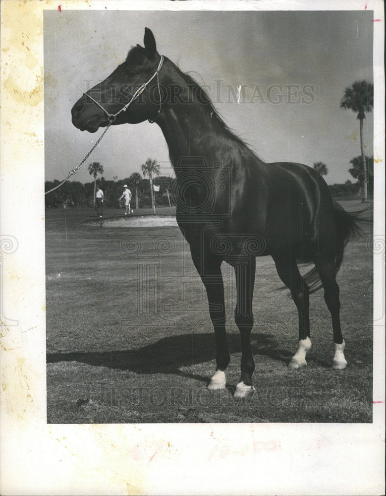 1969 Press Photo Arabian Stallion Horse Bradenton  - Historic Images