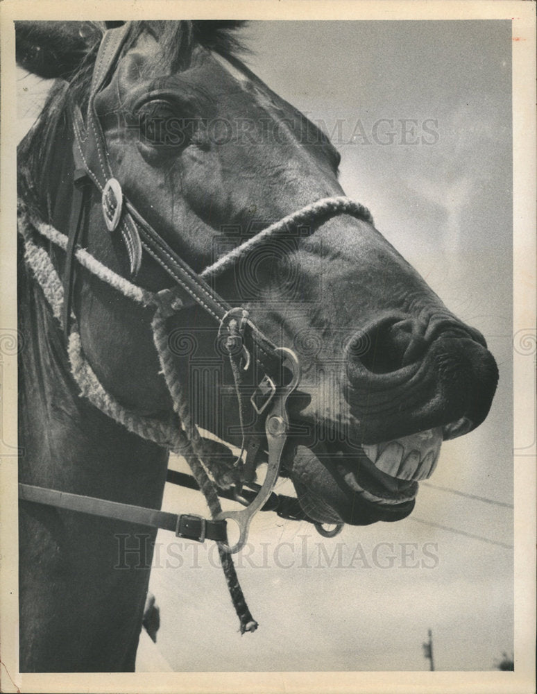 1974 Press Photo Horse animal opens mouth close view  - Historic Images