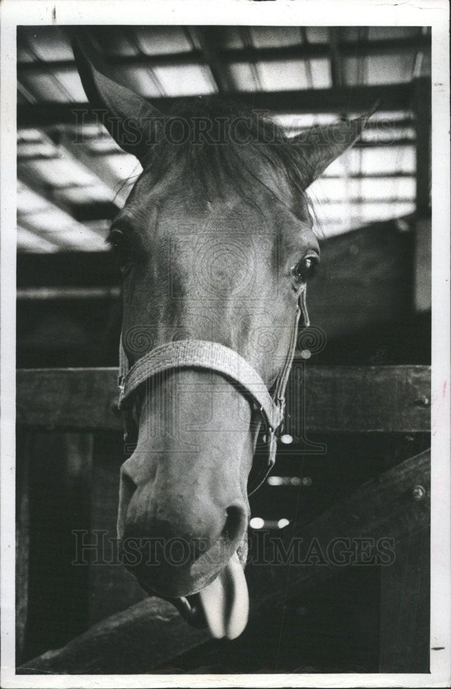1981 Press Photo Sunshine Stables Horse Breed  - Historic Images