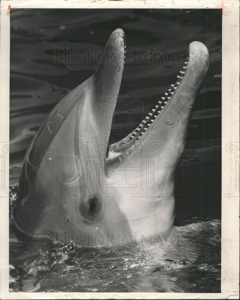 1968 Press Photo Porpoise Dolphin Marine Mammal - Historic Images