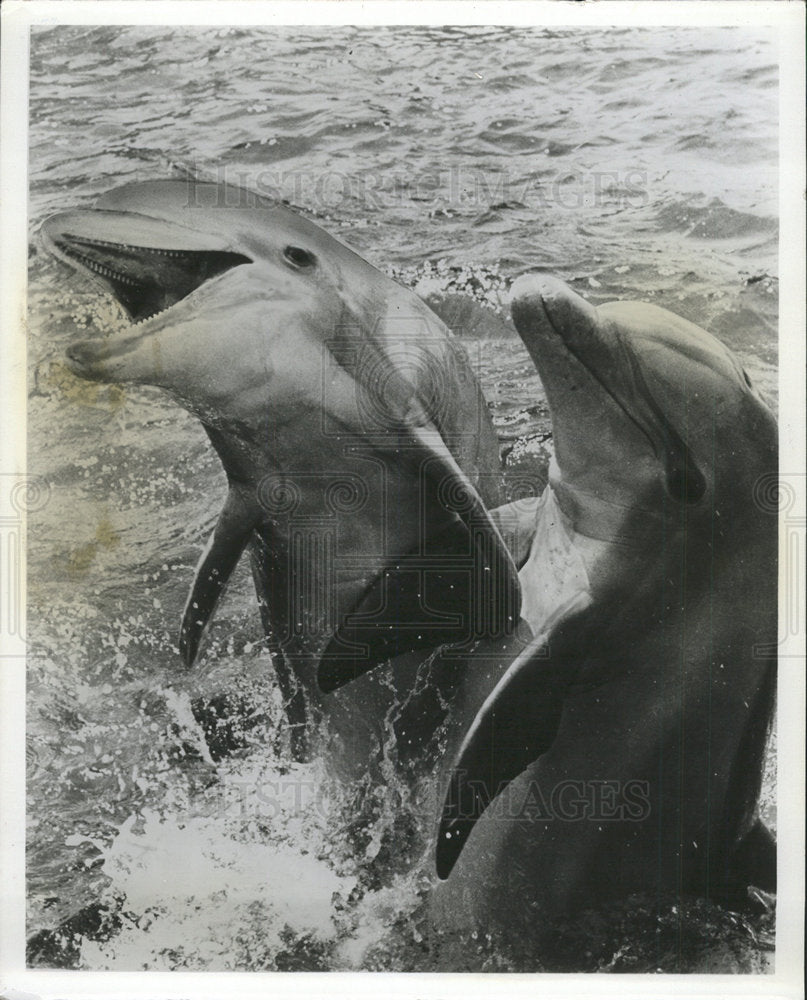 1965 Press Photo Miami Porpoises - Historic Images