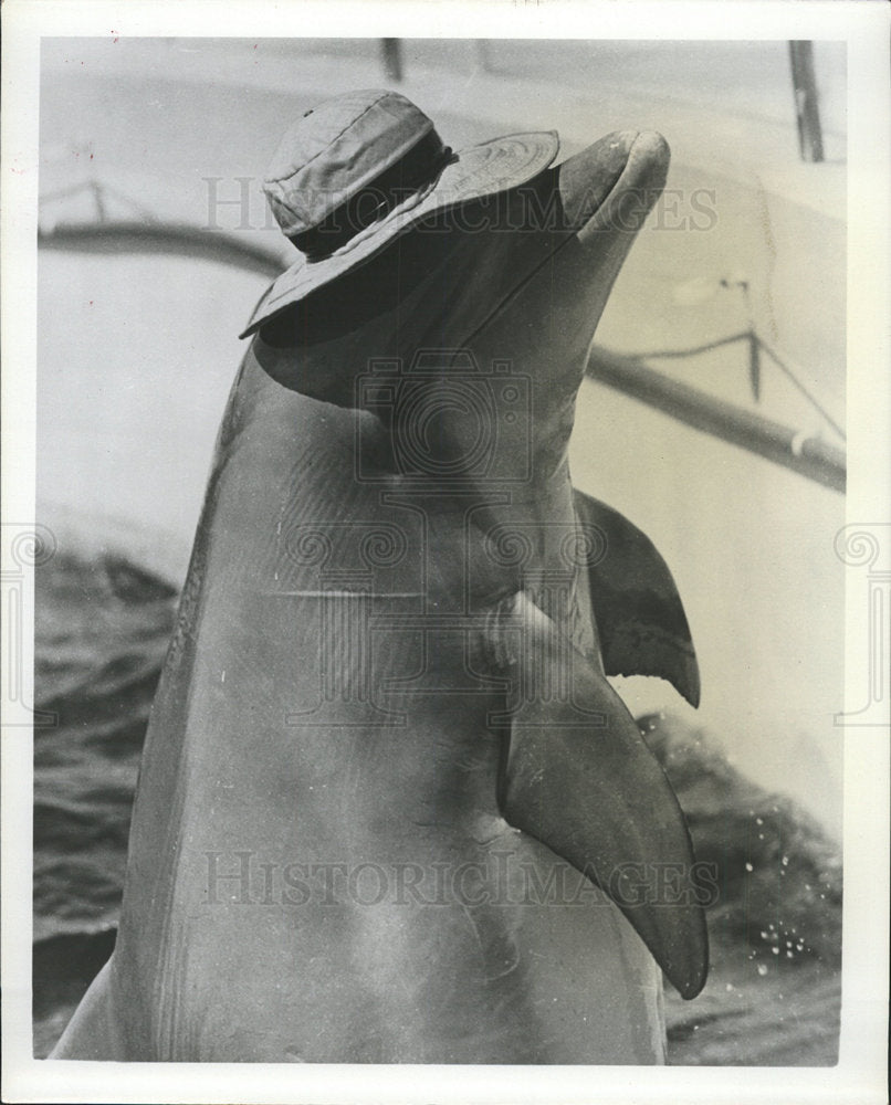 1964 Press Photo Porpoise training for a Porpoise Show. - Historic Images