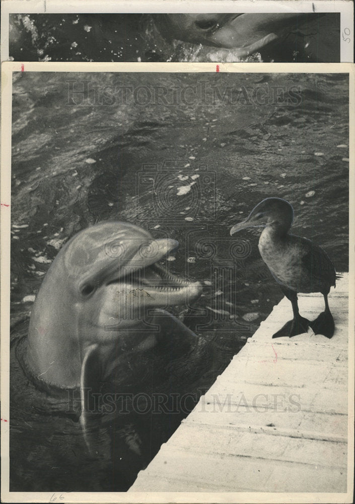 1949 Porpoise Human Dancing Star-Historic Images