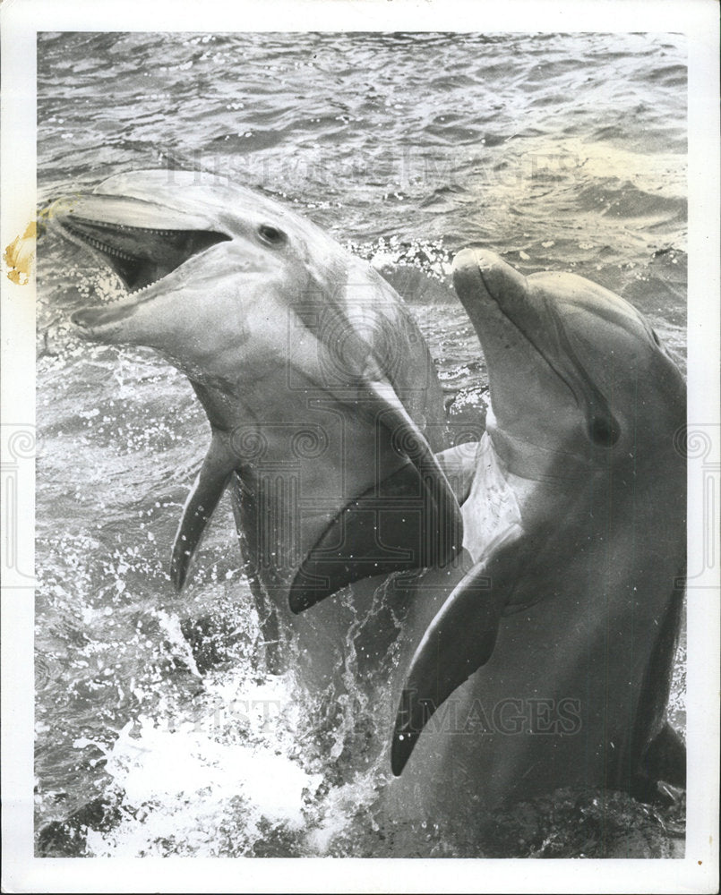 1965 Press Photo Two Porpoise Miami Seaquarium - Historic Images