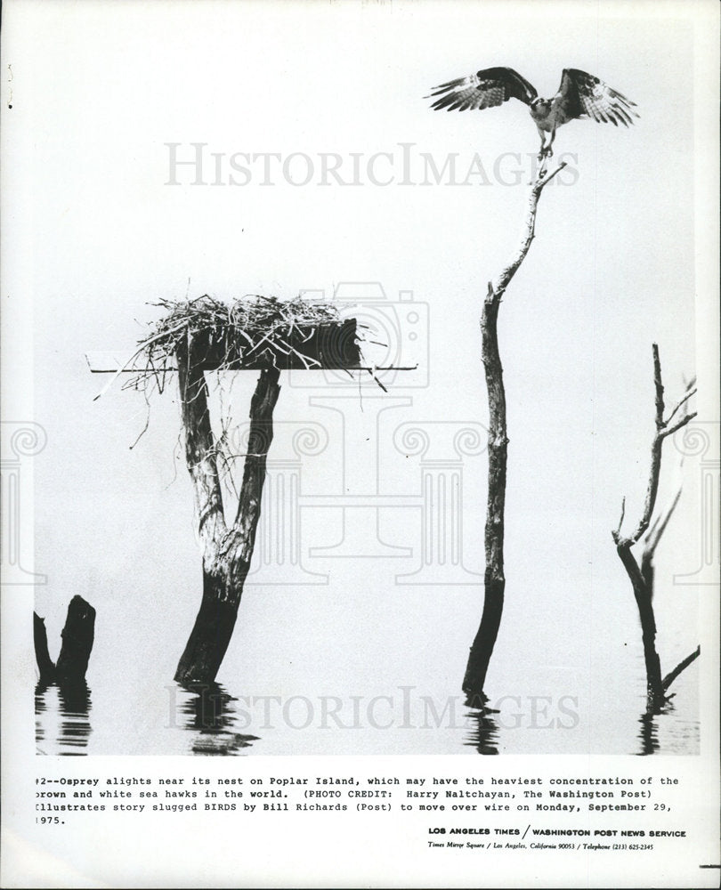 1975 Press Photo Popular Island White Sea Hawks Birds - Historic Images