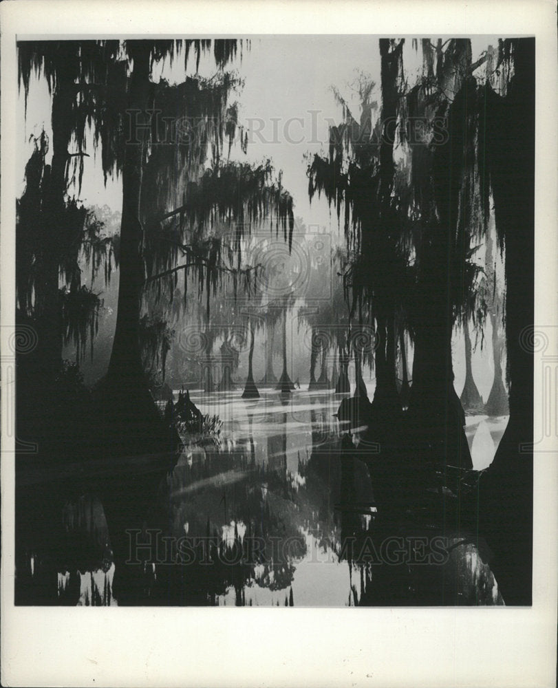 1999 Press Photo Cypress Garden Water tree Ground - Historic Images