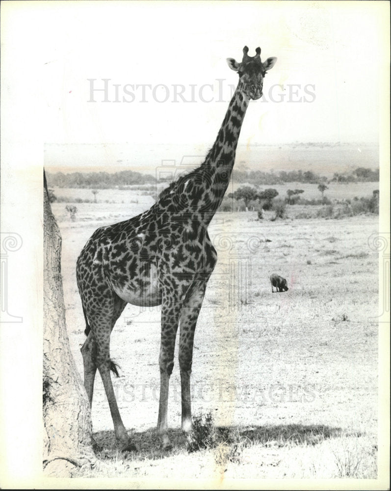 1984 Press Photo Wildlife safari van airstrip Keckorok - Historic Images