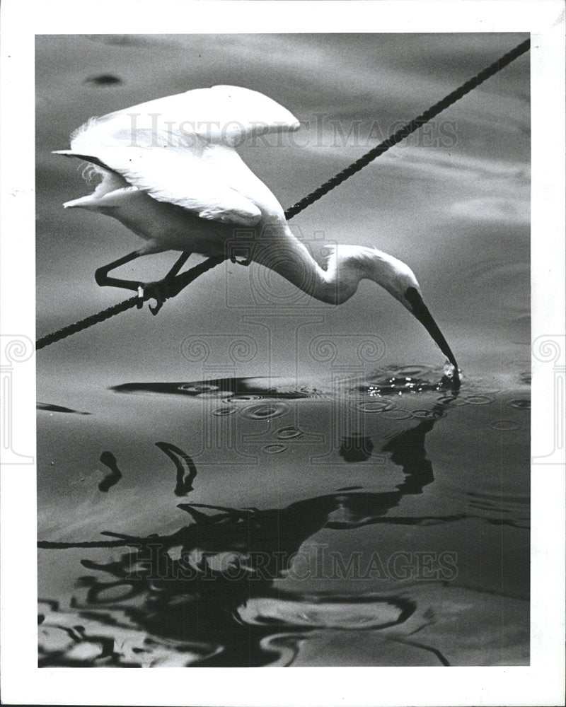 1991 Press Photo Clear Water City Marina Snowy Egret  - Historic Images