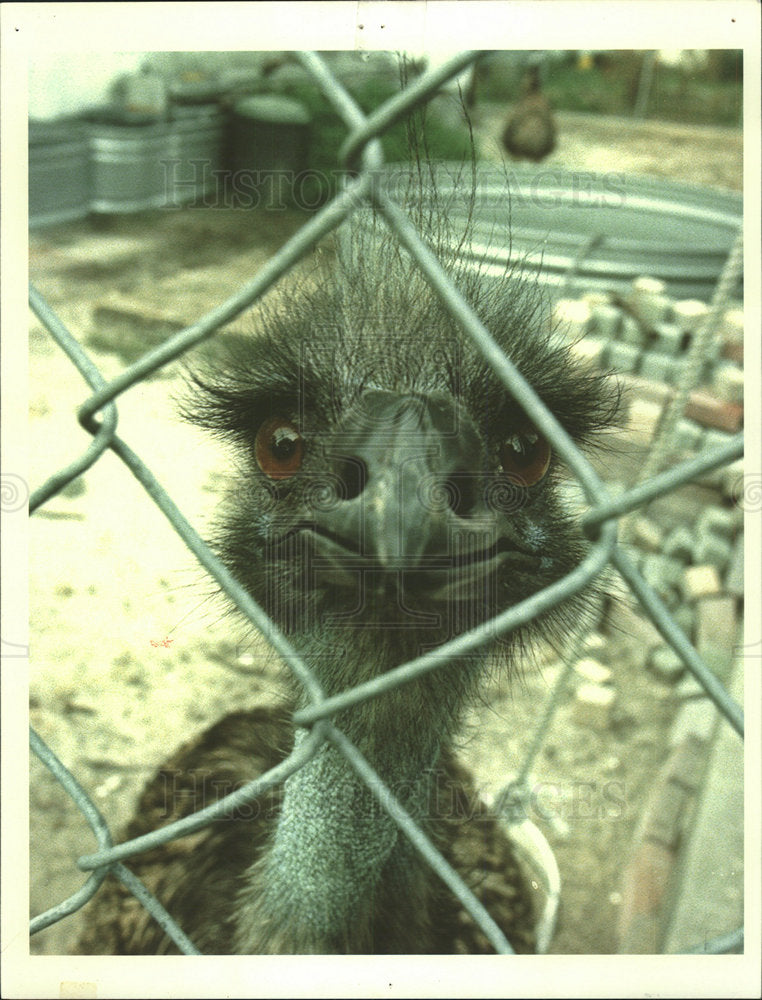 Press Photo Pretty brown eyes - Historic Images
