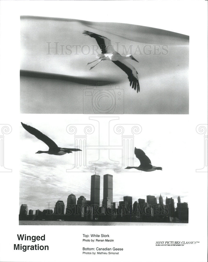 Press Photo White Stork Canadian Geese Winged Migration - Historic Images