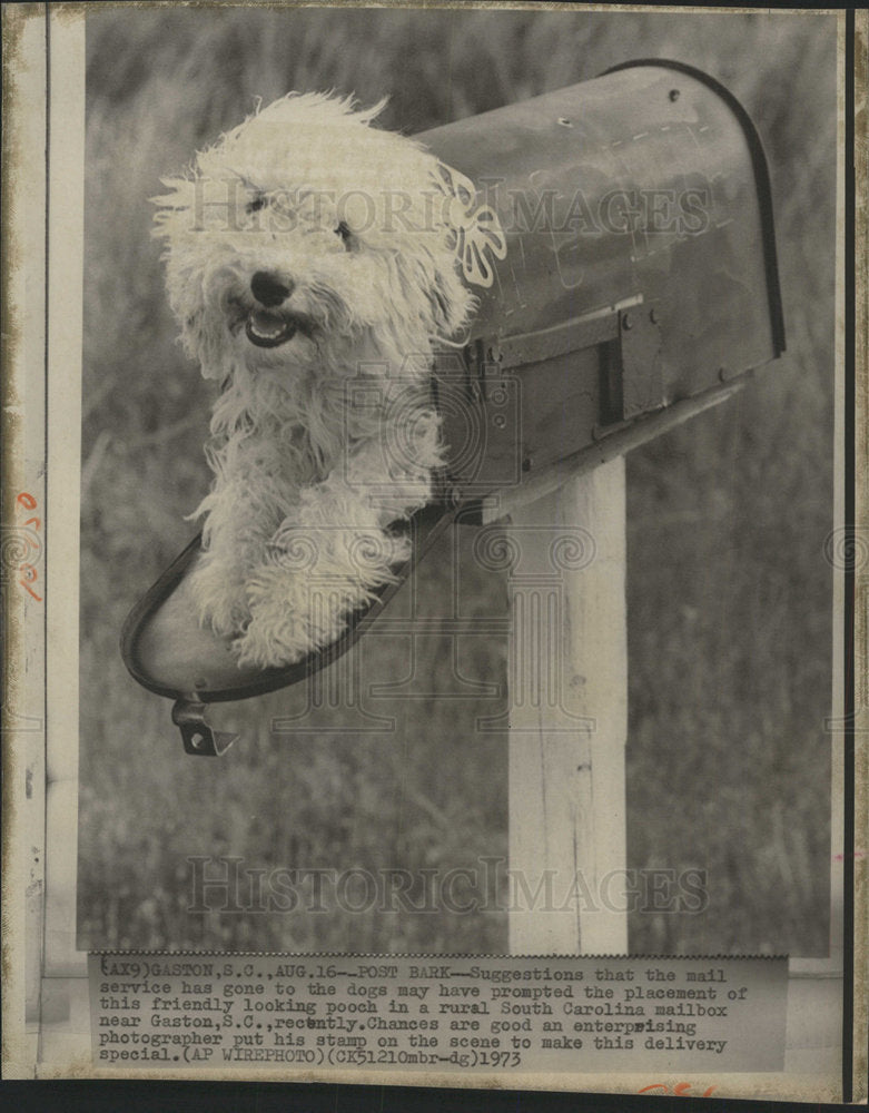 1973 Press Photo Post Bark Carolina Mail Box Dog pooch - Historic Images