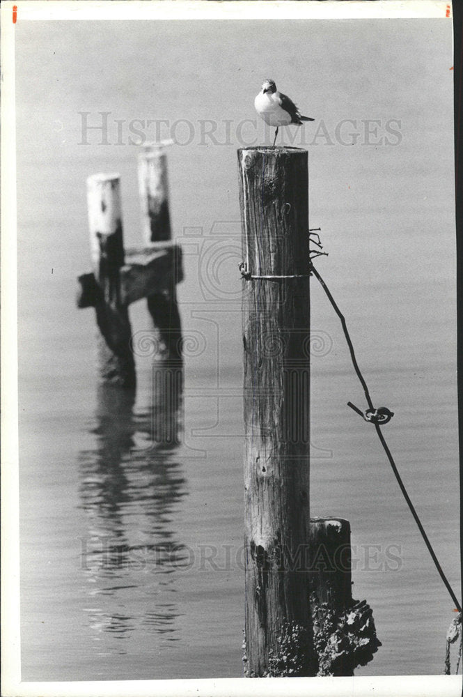 1980 Press Photo Florida Bird Spring Food Warmth Fish  - Historic Images