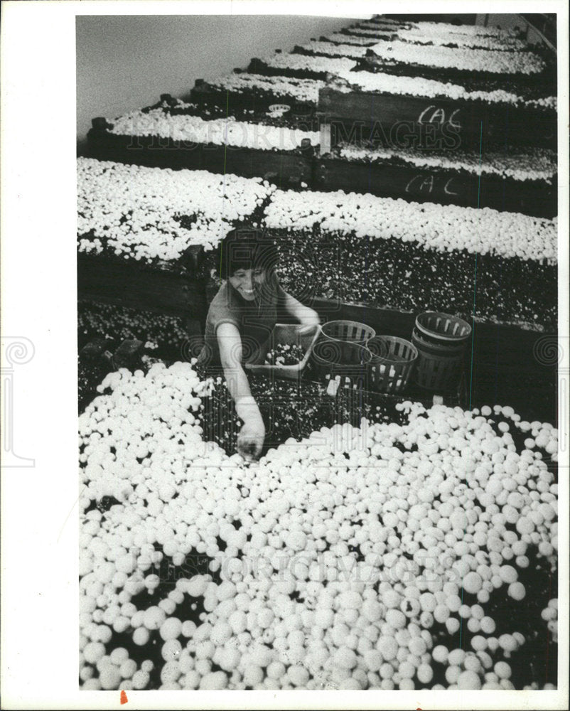 1986 Press Photo Ba Thi Huynh harvests Mushrooms hand  - Historic Images