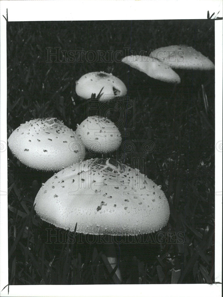 1987 Press PhotoPelican Country Club Wild mushroom grow - Historic Images