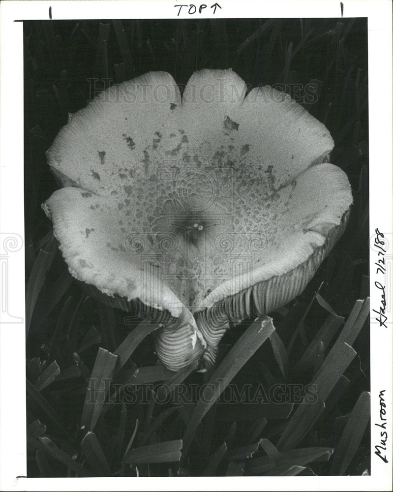 1988 Press Photo Hugh mushroom - Historic Images