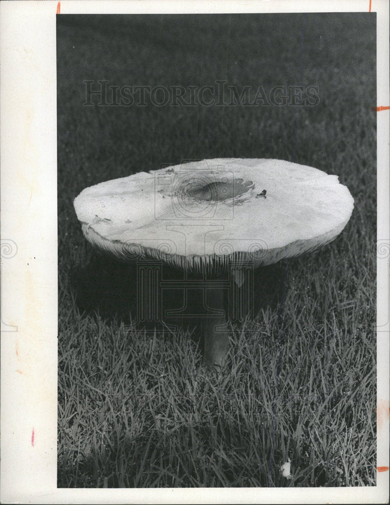 1974 Press Photo Mushrooms field George Trabani  - Historic Images