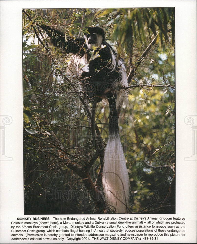 2001 Press Photo Colobus monkey - Historic Images