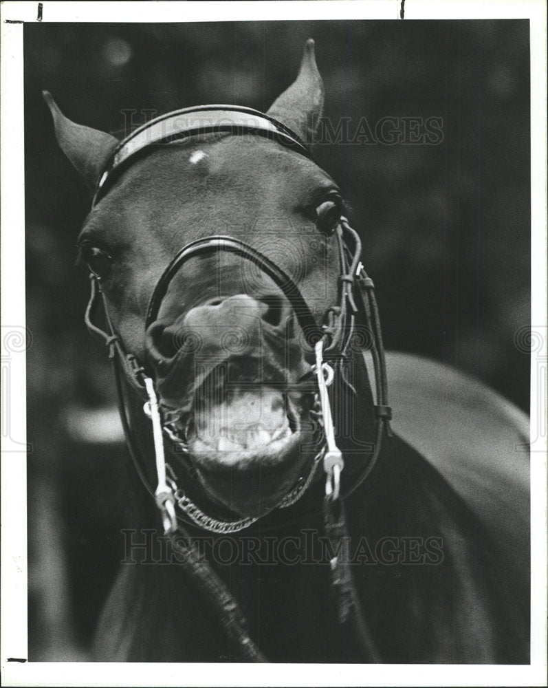 1987 Press Photo Wild Horse Barbara de Long Ocala Cup - Historic Images