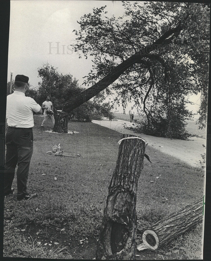1965 Press Photo Burnham Committee ribbon cuase tree  - Historic Images