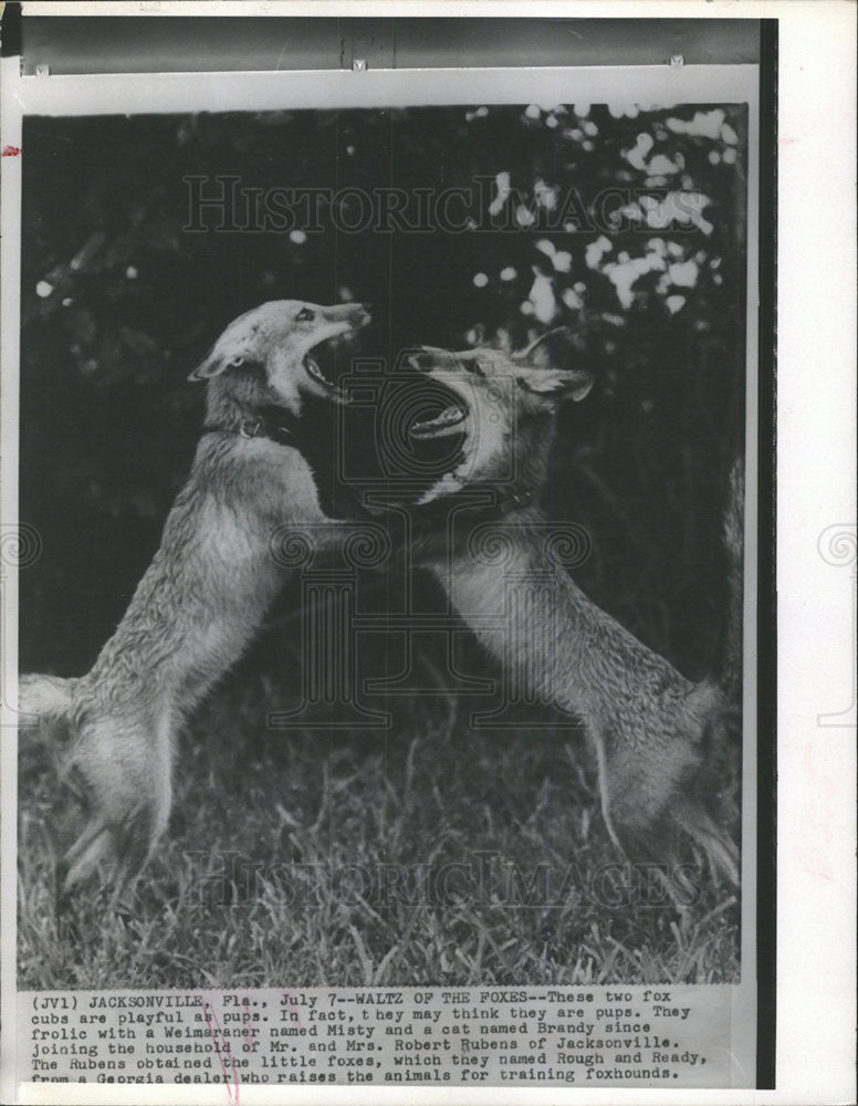 Press Photo Two Fox Cubs Playing - Historic Images