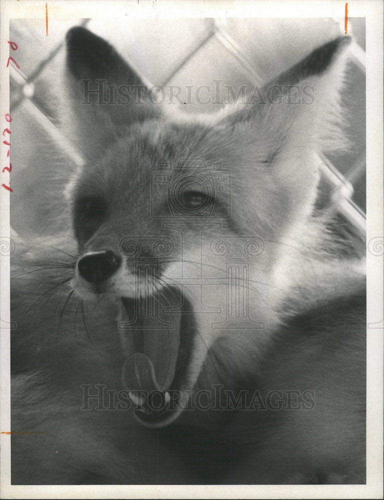 1970 Press Photo St Petersburg Natural Trail red foxes  - Historic Images