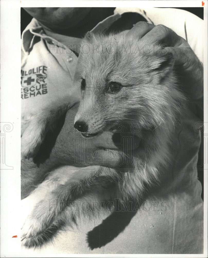 1984 Press Photo Arctic fox roaming streets clearwater  - Historic Images