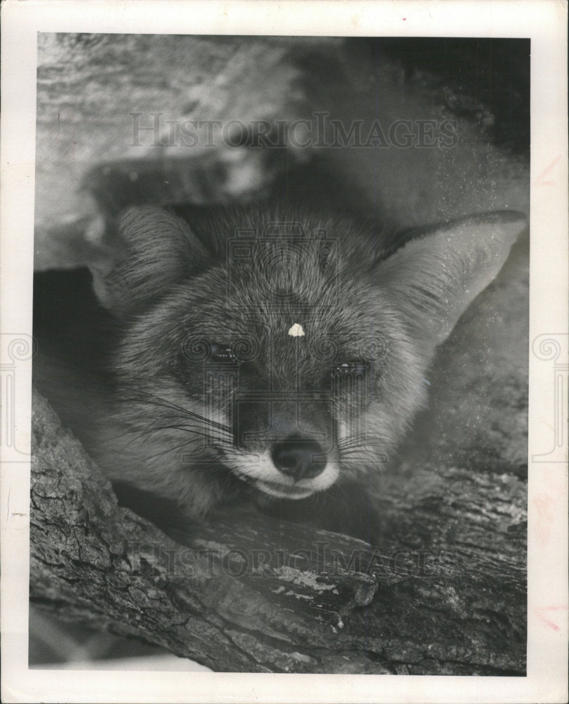 1963 Press Photo Wild Red fox Glares Home Nature Wily - Historic Images