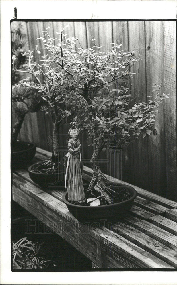 1985 Press Photo Bonsai plants sculpted - Historic Images