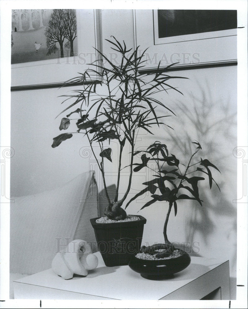 1986 Press Photo Miniature oxygen plant root food grow  - Historic Images