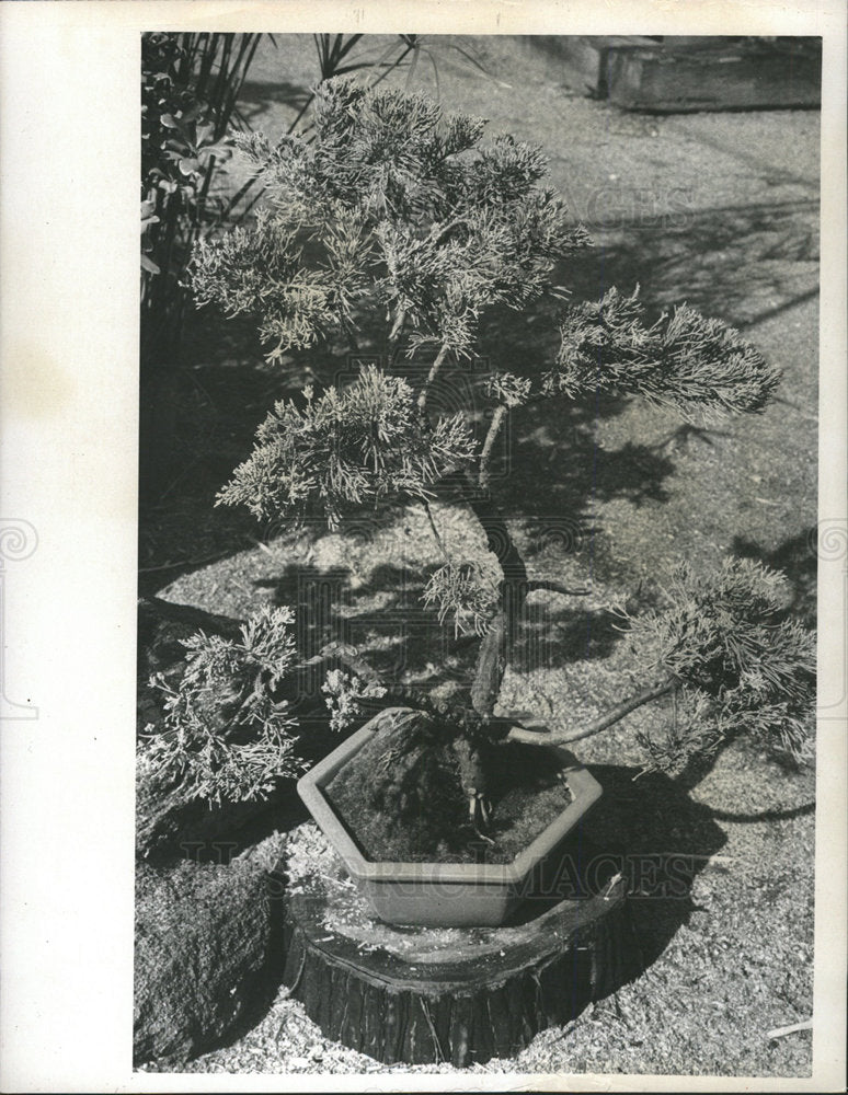 1974 Press Photo Blue Vase Juniper plant Garden Mud - Historic Images