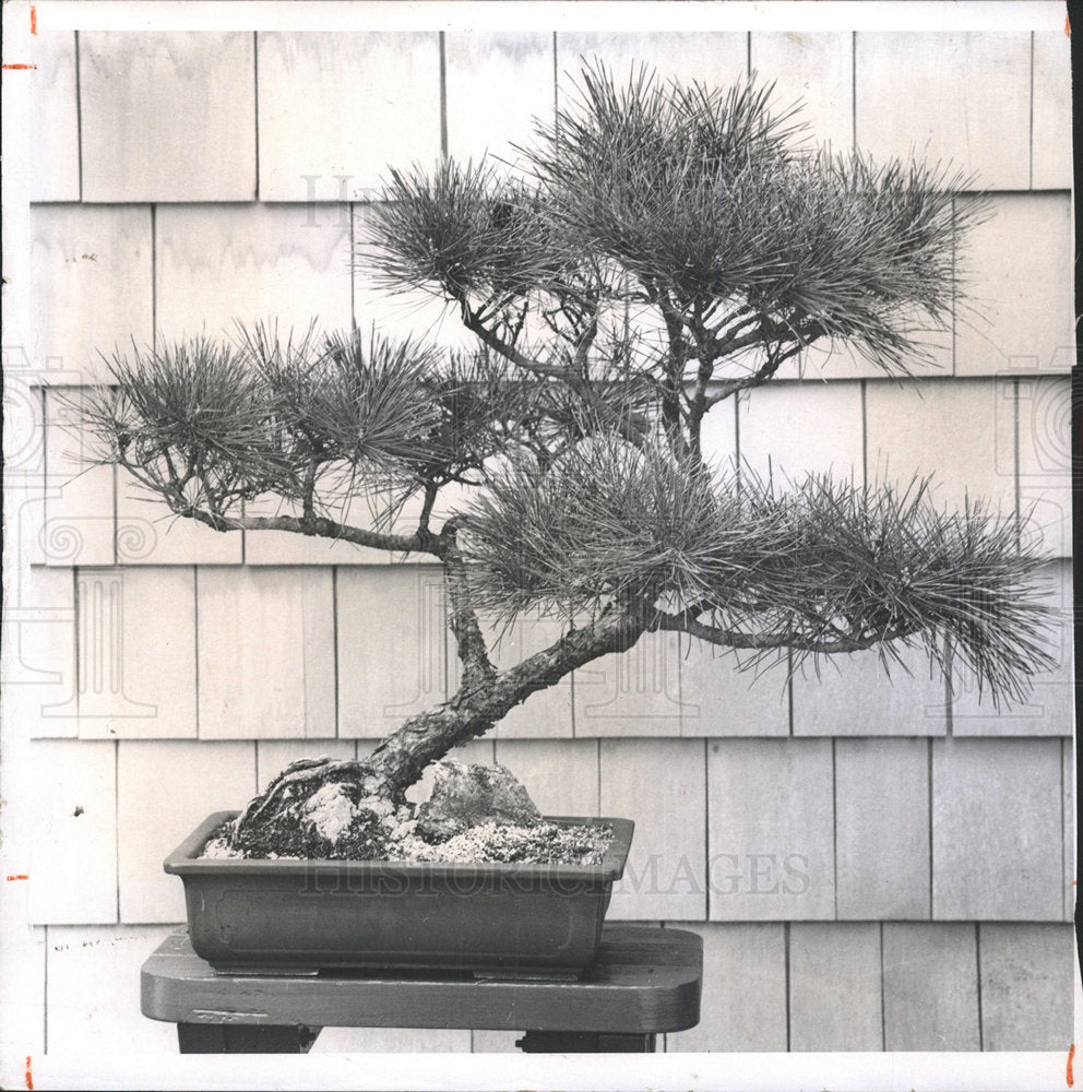 1980 Press Photo Pine Bonsai Plant - Historic Images