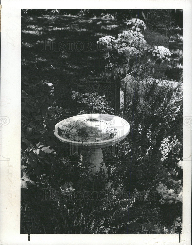1977 Press Photo Marjoram Rosemary Garden - Historic Images