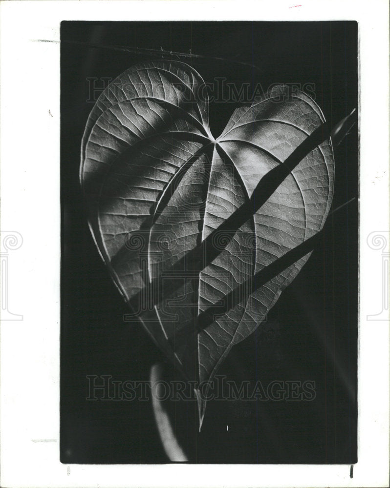 1987 Press Photo Boyd Hill Nature Park - Historic Images
