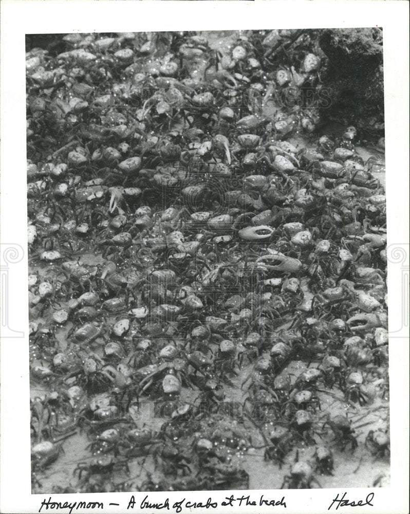 1985 Press Photo Honeymoon Island state recreation area - Historic Images