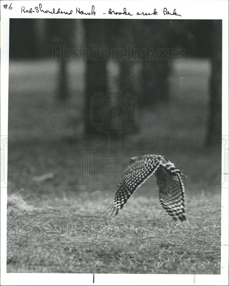 1987 Press Photo Red Shoulder Hawk Brook Creek Park Fly - Historic Images