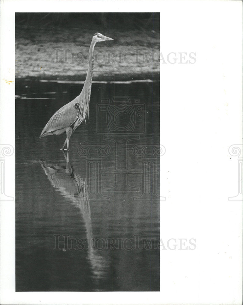 1989 Press Photo Fishermen birds flock water fishes  - Historic Images